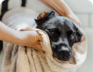 femme séchant un chien