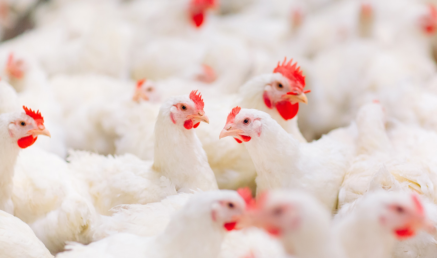 Avec du Poulet Frais d’Origine Française