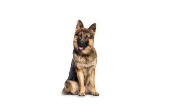Berger allemand