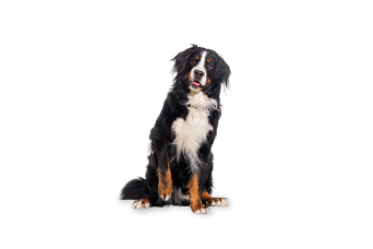 Bovaro del Bernese
