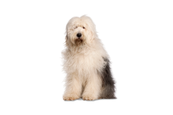 Bobtail (Old English Sheepdog)