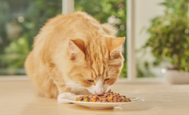 I benefici dell’alimentazione umida per i gatti