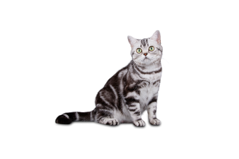 American Shorthair