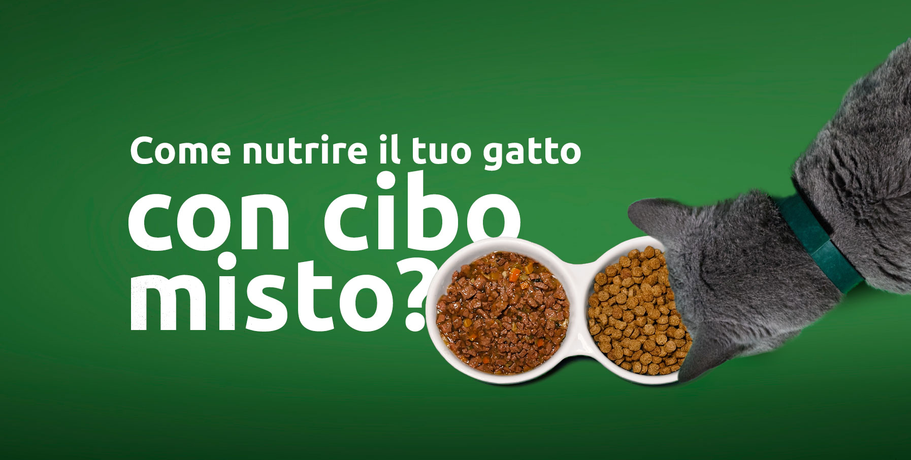 Come dare al tuo gatto cibo umido e secco.  
