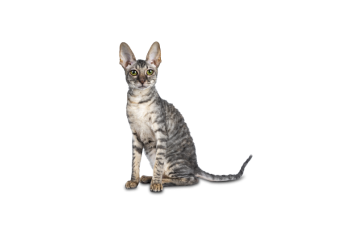 Cornish Rex