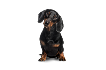 Bassotto tedesco (Dachshund)