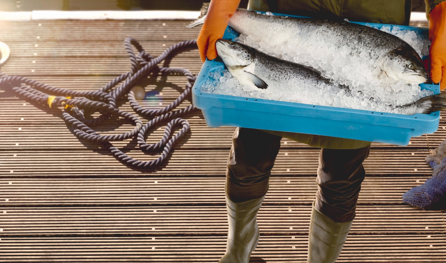 With Fresh Atlantic Salmon