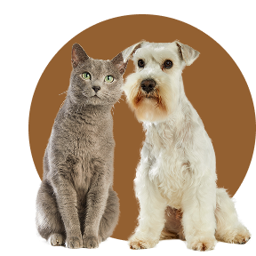 Image of a cat and a dog