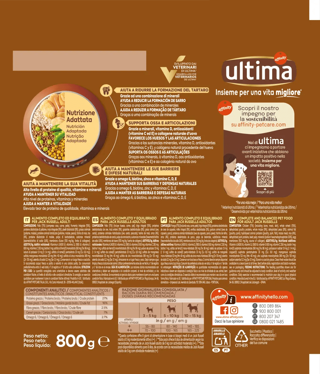 Petit Jack Russell avec du Poulet