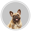 French bulldog