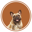 French bulldog