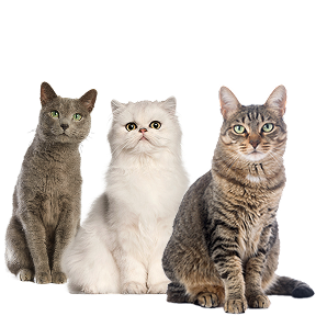 Imatge de tres gats al banner de la categoria