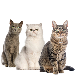 Image de trois chats dans la bannière de catégorie