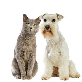 Immagine di un cane e un gatto nel banner della categoria