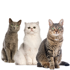 Immagine di tre gatti nel banner della categoria