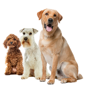 Immagine di tre cani nel banner della categoria