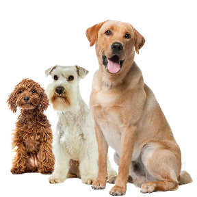 Image of three dogs in the category banner
