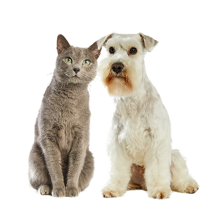 Image of a dog and a cat in the category banner